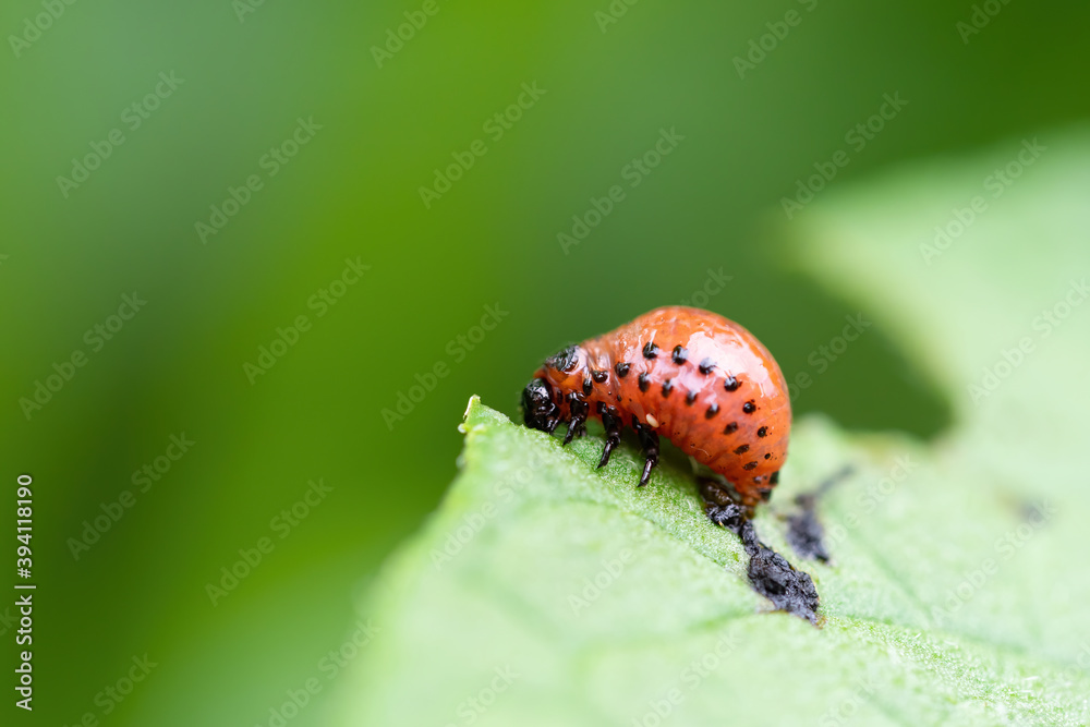 Fototapeta premium Colorado beetle (Leptinotarsa decemlineata) larvae eating leaf of potato plant. Close-up of insect pest causing huge damage to harvest in farms and gardens.