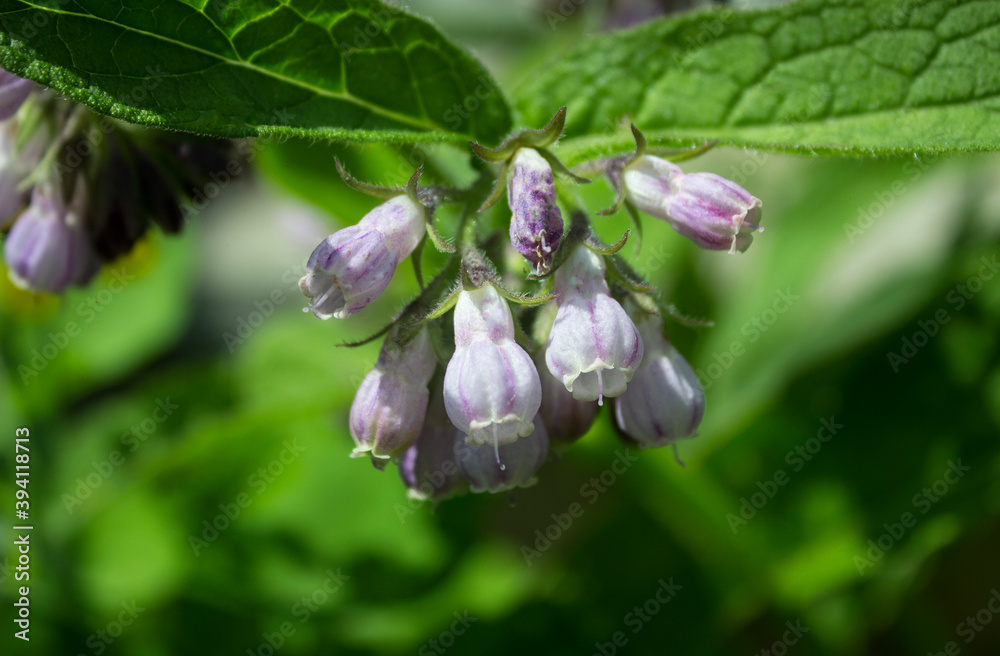 Purple Comfrey. Flowers and buds on Common Comfrey (Symphytum officinale, symphytum grandiflorum) blooming on bright sunny day. Close-up, selective focus. 