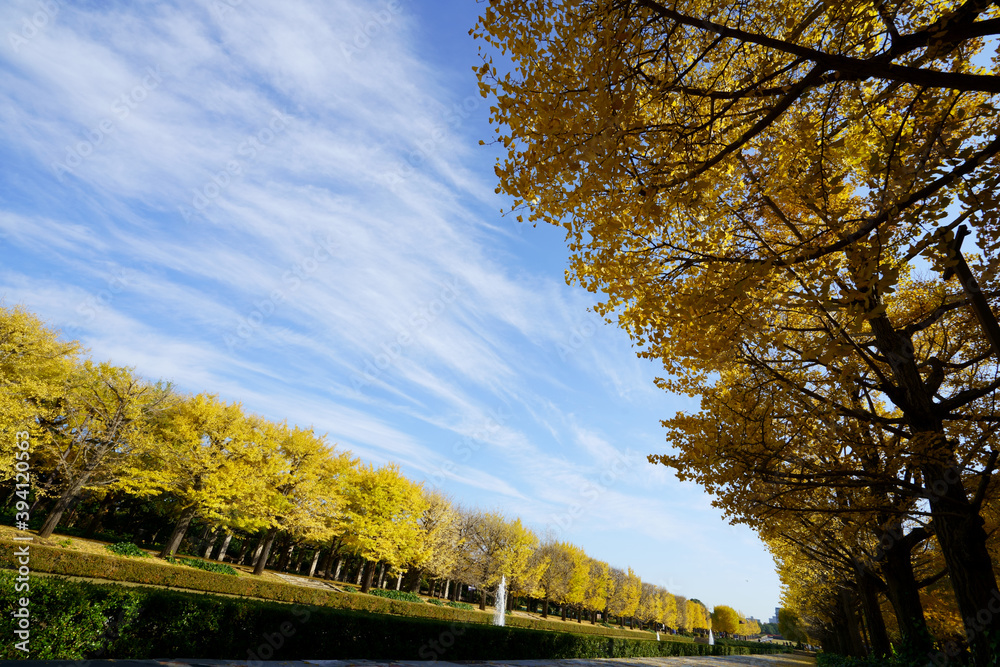 秋のカラフルに黄葉したイチョウ並木
　-　日本、東京都、昭和記念公園