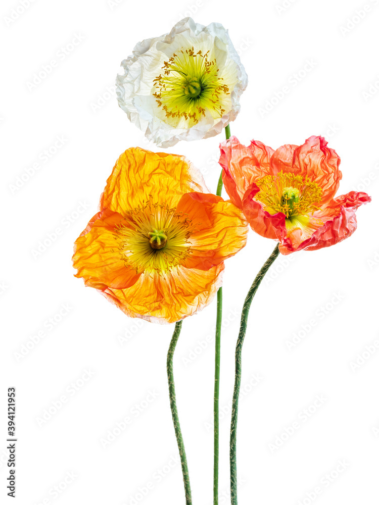 poppies poppies