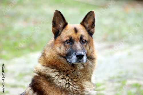  Portrait of a young german shepherd on a trail in the green