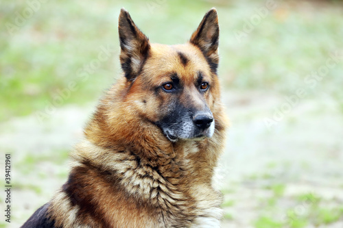  Portrait of a young german shepherd on a trail in the green