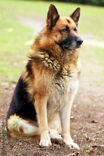  Portrait of a young german shepherd on a trail in the green