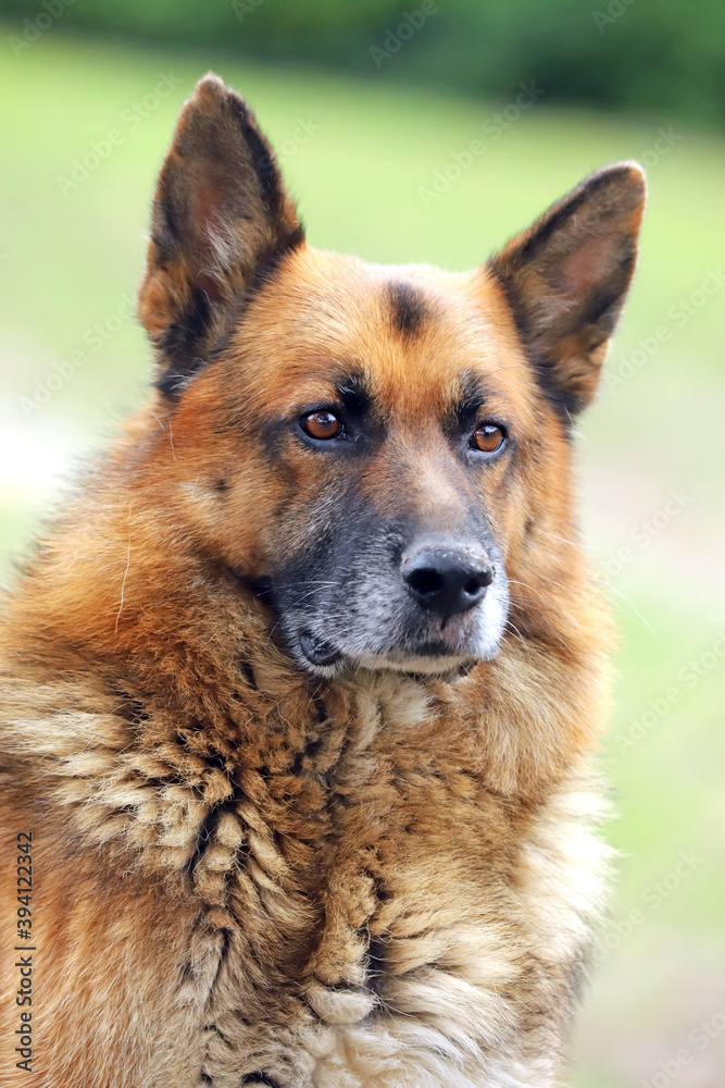  Portrait of a young german shepherd on a trail in the green