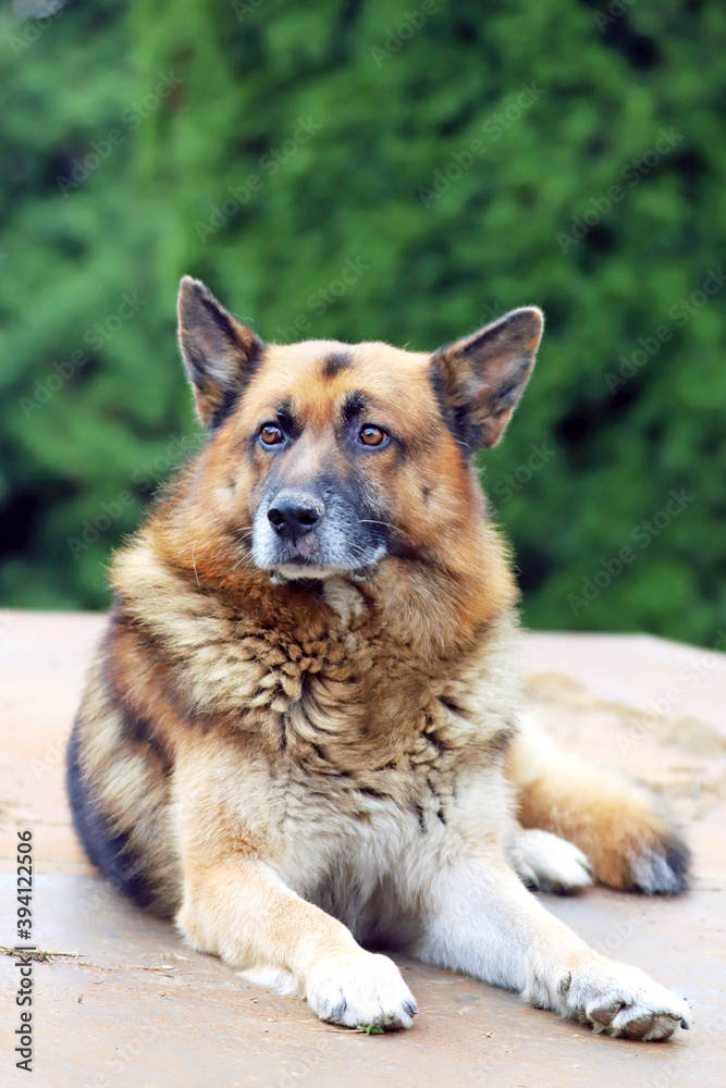 Portrait of a young german shepherd on a trail in the green Portrait of a young german shepherd on a trail in the green