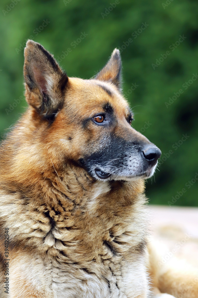  Portrait of a young german shepherd on a trail in the green