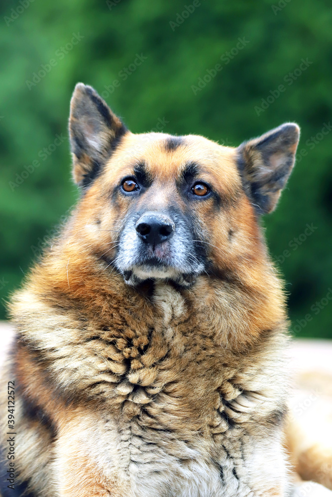  Portrait of a young german shepherd on a trail in the green