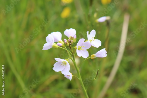 Cuckoo flower in a field photo