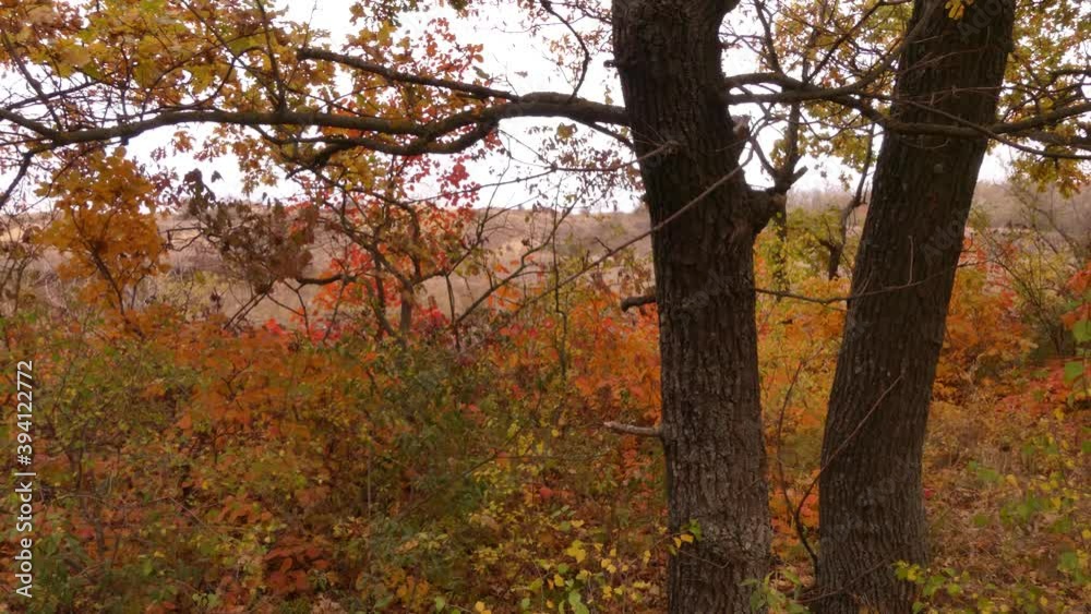 Autumn is the most beautiful (picturesque) season in the forest. Odessa region (Ukraine). Autumn is the most beautiful (picturesque) season in the forest. Odessa region (Ukraine).