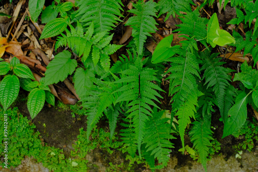 fern leaf in the forest fern leaf in the forest