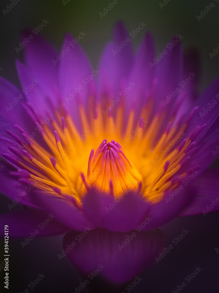 water lily water lily