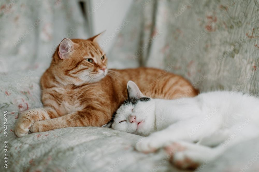 One cat sleeps with his head laying on another cat's lap Stock Photo