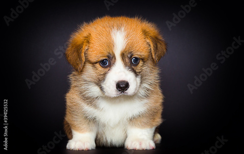 red welsh corgi puppy sitting on a black background