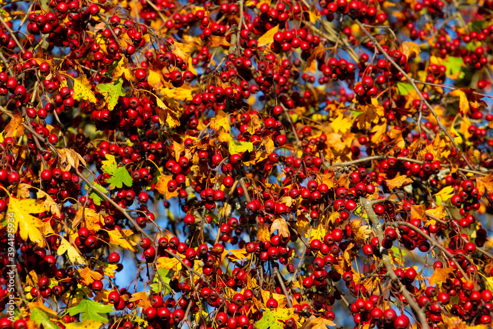 Branch with fresh red hawthorn berries, also called Crataegus, quickthorn or thornapple