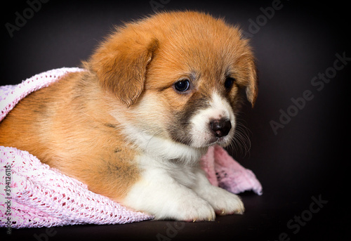 sad welsh corgi puppy lies in a blanket