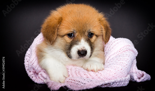 welsh corgi puppy lies in a blanket