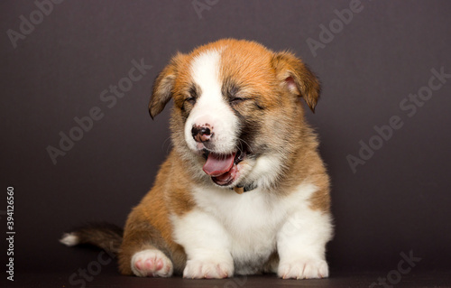 ginger welsh corgi puppy yawns