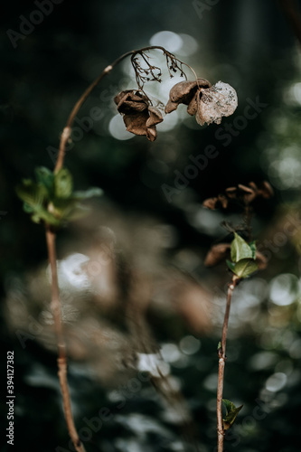 Dried flowers and twigs on hortensia plant in garden
