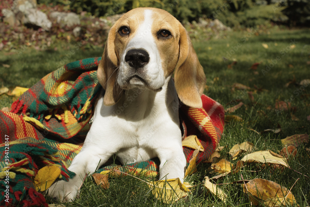 beagle puppy in autumn park