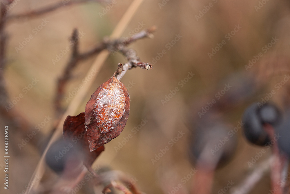 Frozen water drops on black berries and brown leaves after rain in November