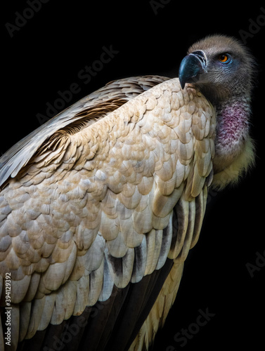 cape vulture photo