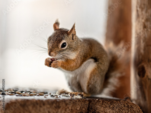 American red squirrel Tamiasciurus hudsonicus eating seeds, closeup detail