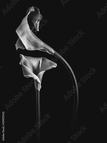 calla lillys in bw photo