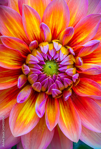 dahlia