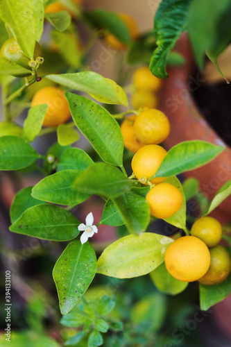 Zagara flower amongst leaves and tiny oranges on tree cultivated in a pot photo