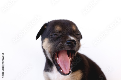 super excited puppy dog screaming of joy. tired little puppy is yawning