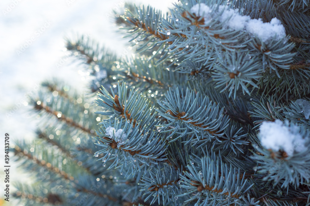 blue spruce in shining drops of rain and snow in the sun