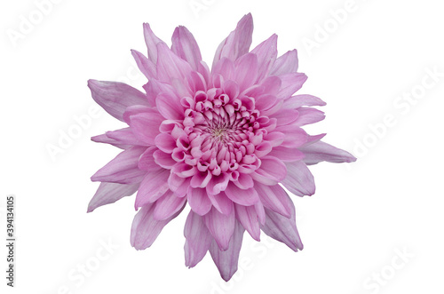 Pink chrysanthemum flowers with white pattern background