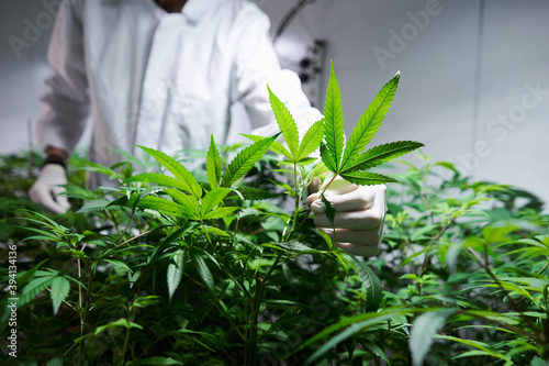 Medicinal Cannabis Plants