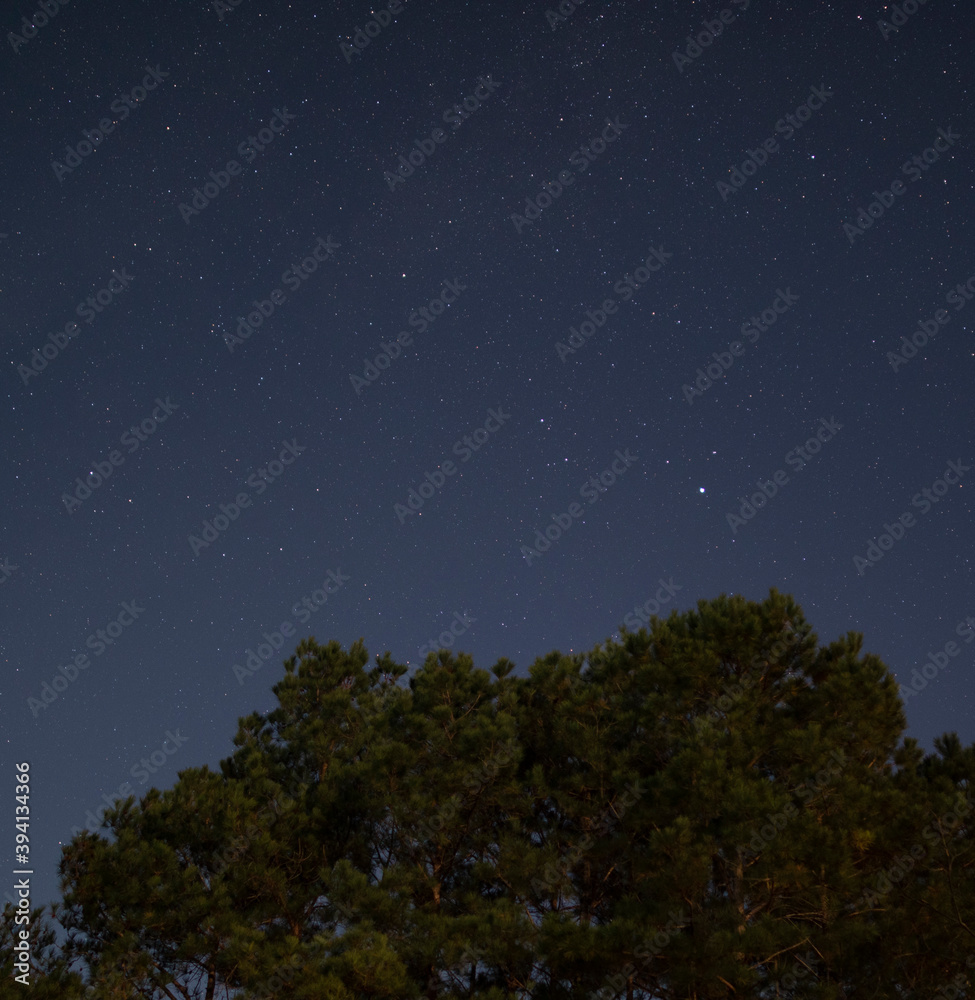 Pine tree in moonlight with stars behind