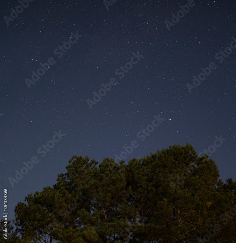 Pine tree in moonlight with stars behind