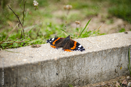 beautiful butterfly sitting on the wall in the park photo