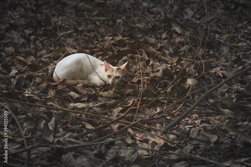 A white cat sitting over dried leaves in nature