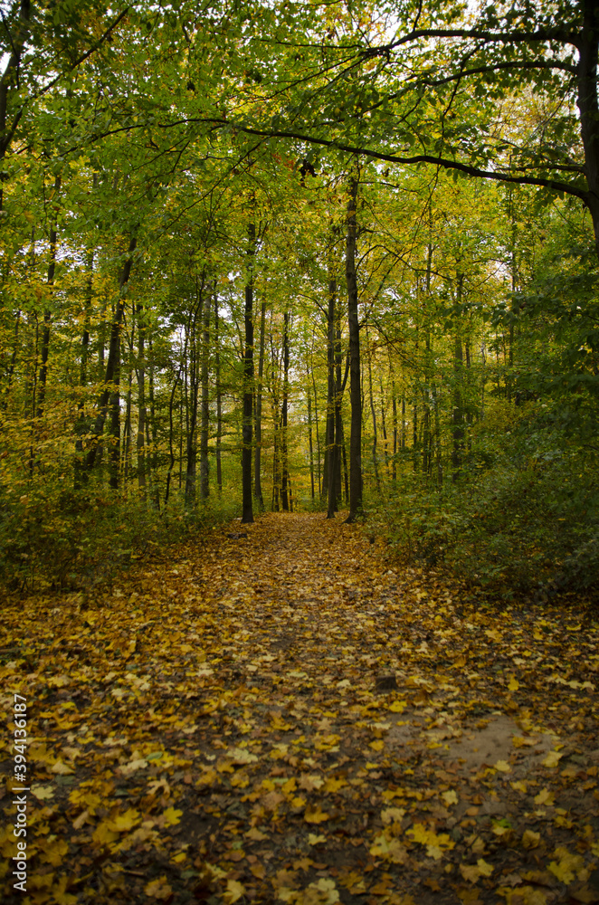 Obraz premium autumn path in the green forest