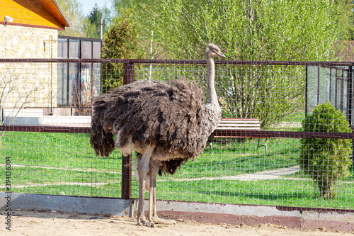 A large gray-brown ostrich with closed eyes stands at the fence of the enclosure in the zoo on a sunny summer day.