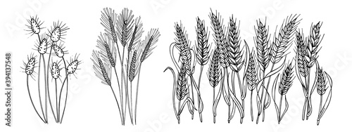 A set of three different bouquets of ears. Wheat spikelets and bunny tails. Black and white image