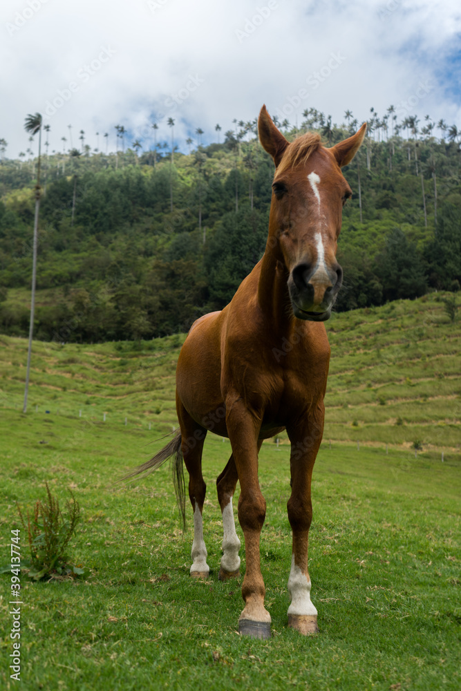 Fototapeta premium Horse in Colombia