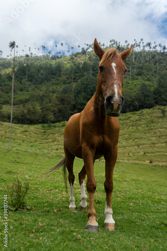 Horse in Colombia © Ronja