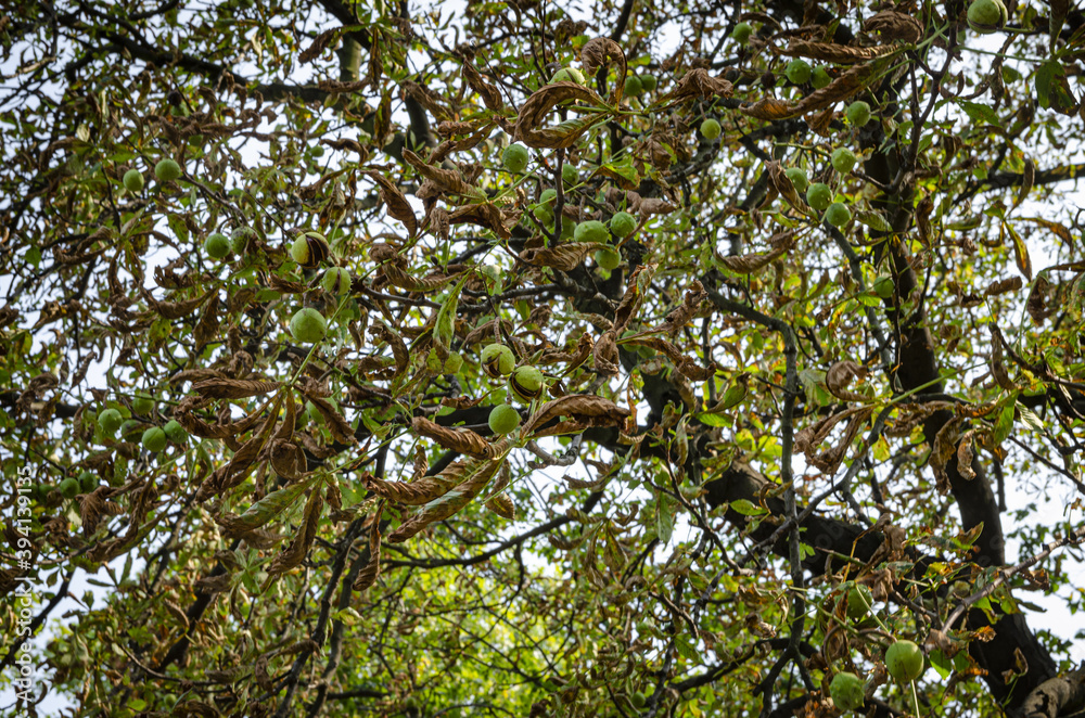 chestnuts growing on a tree in a park in autumn
chestnuts growing on a tree in a park in autumn