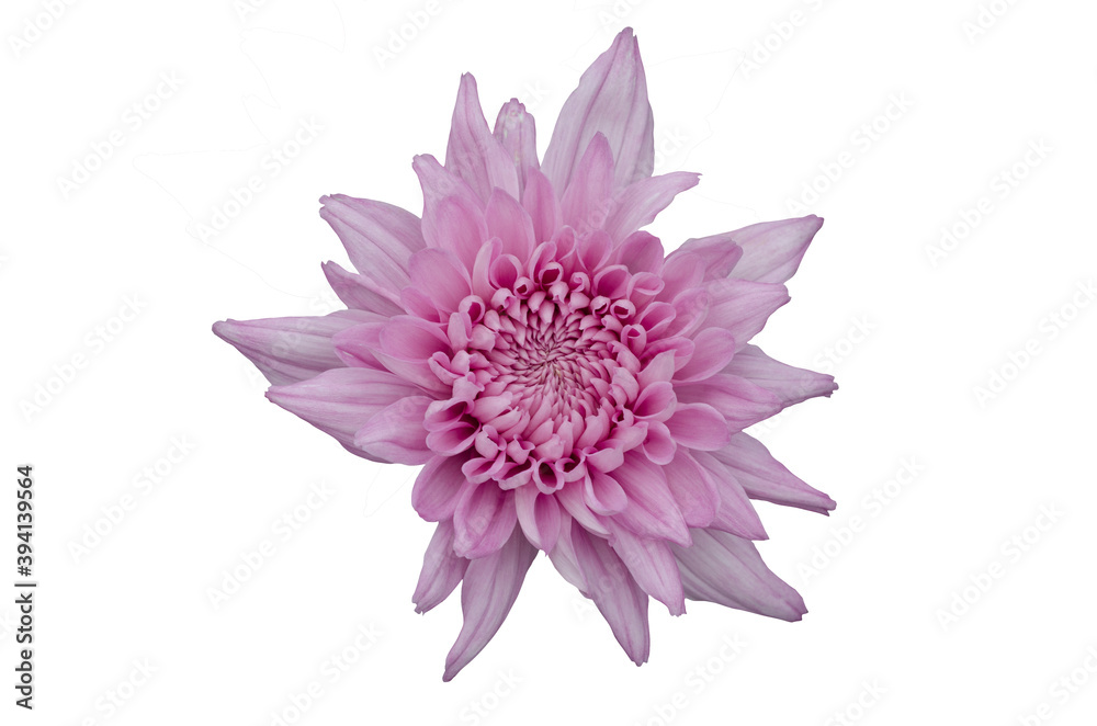 Pink chrysanthemum flowers with white pattern background
