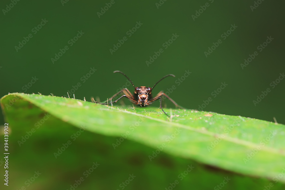 Fototapeta premium Spotted tiger beetles inhabit wild plants in North China