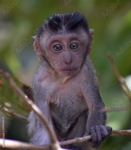 Baby macaque monkey resting in a tree and looking at the camera