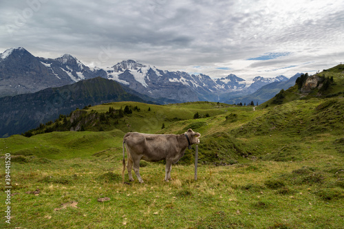 Vache dans les alpes bernoises en Suisse