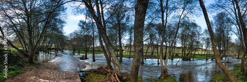 Trees in a flooded land.