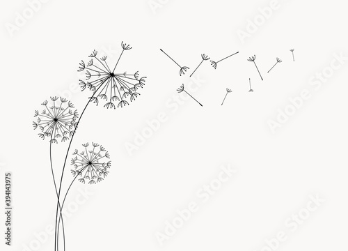 Abstract background of a dandelion for design. The wind blows the seeds of a dandelion.  Vector illustration © halimqdn
