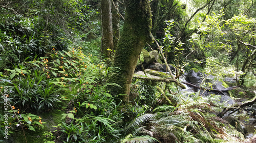 Forest at Natal Drakensberg National Park photo